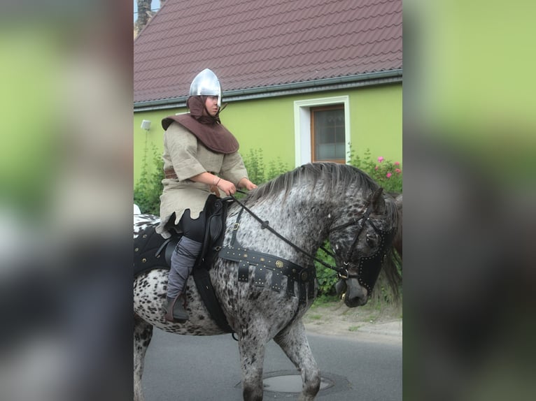 Polnisches Sportpferd Wallach 9 Jahre 162 cm Tigerschecke in Santok