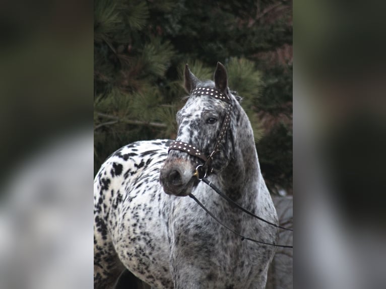 Polnisches Sportpferd Wallach 9 Jahre 162 cm Tigerschecke in Santok