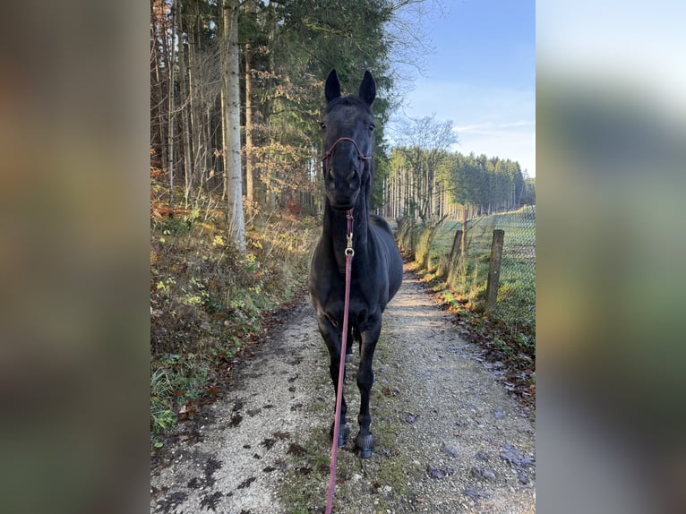 Polnisches Sportpferd Wallach 9 Jahre 166 cm Schwarzbrauner in Bonstetten