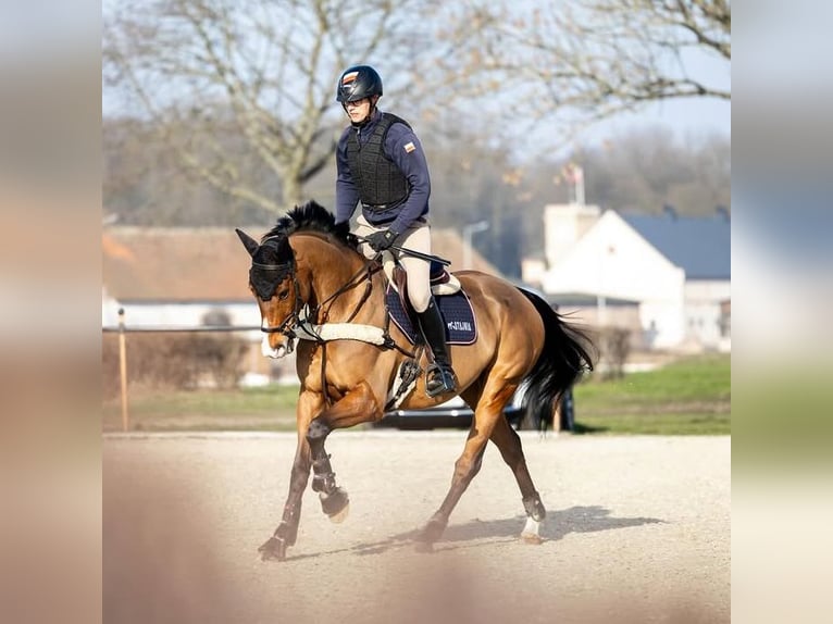 Polnisches Sportpferd Wallach 9 Jahre 167 cm Rotbrauner in Zaręby