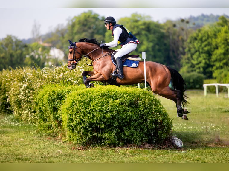 Polnisches Sportpferd Wallach 9 Jahre 167 cm Rotbrauner in Zaręby