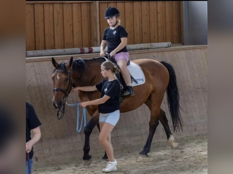 Polnisches Sportpferd Wallach 9 Jahre 168 cm  in Tröstau/Vordorf