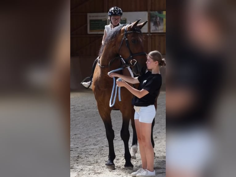 Polnisches Sportpferd Wallach 9 Jahre 168 cm  in Tröstau/Vordorf