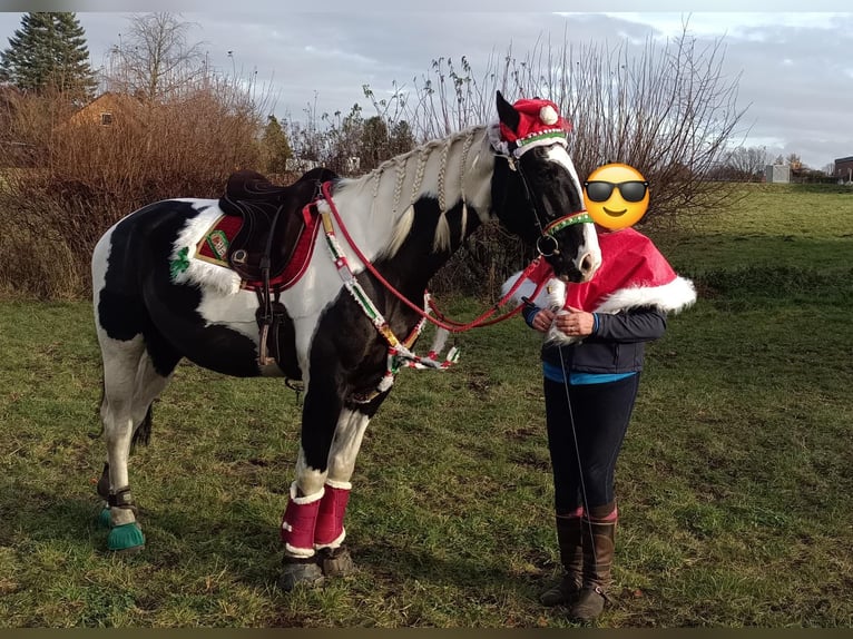 Polnisches Sportpferd Wallach 9 Jahre 170 cm Schecke in Rinteln