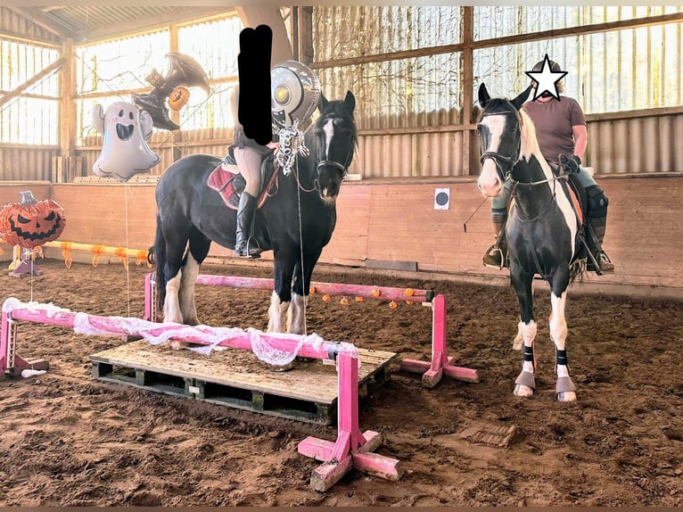 Polnisches Sportpferd Wallach 9 Jahre 170 cm Schecke in Rinteln