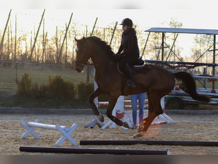 Polnisches Sportpferd Wallach 9 Jahre 175 cm Brauner in Train