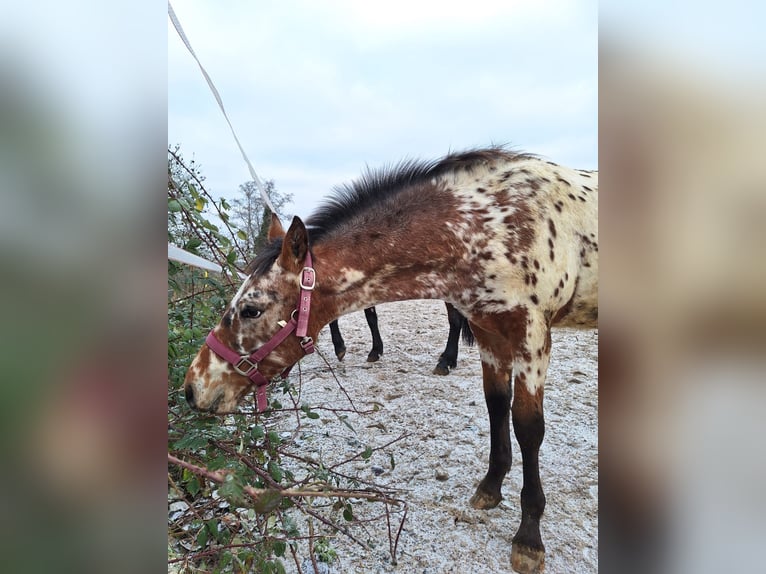 Polnisches Warmblut Mix Hengst 1 Jahr 133 cm in Neulingen