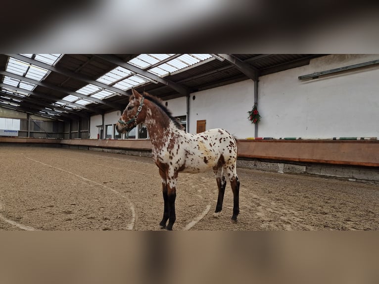 Polnisches Warmblut Mix Hengst 1 Jahr 133 cm in Neulingen