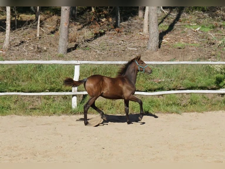 Polnisches Warmblut Hengst 1 Jahr 154 cm Dunkelbrauner in Komorze