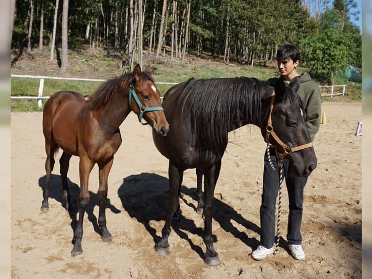 Polnisches Warmblut Hengst 1 Jahr 154 cm Hellbrauner in Komorze