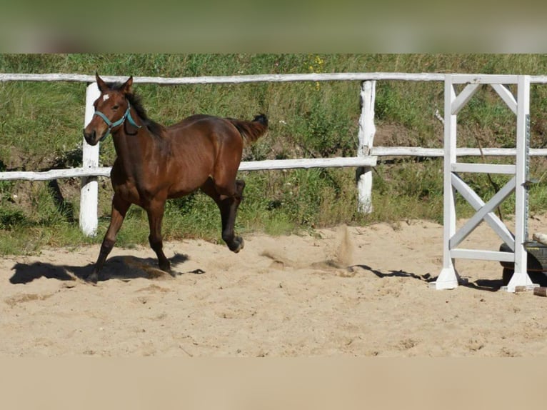 Polnisches Warmblut Hengst 1 Jahr 154 cm Hellbrauner in Komorze