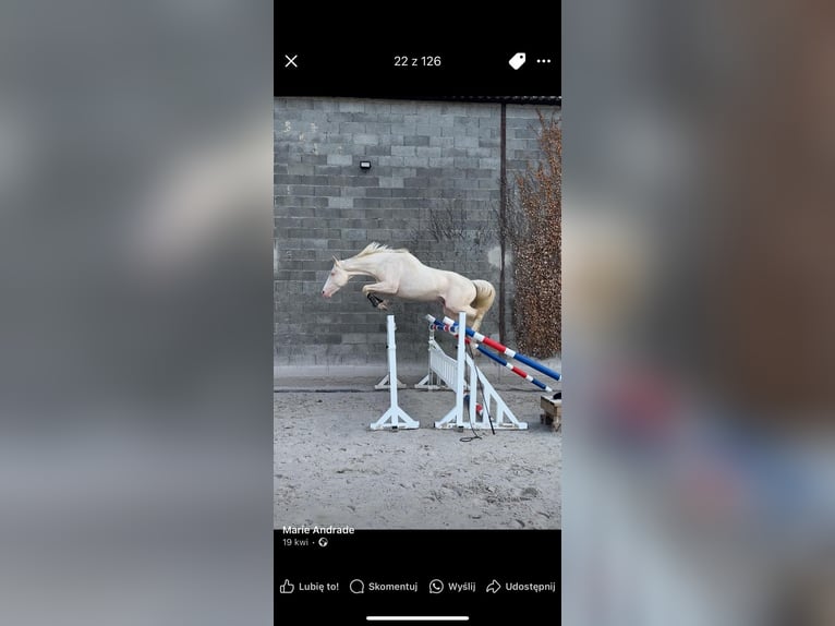 Polnisches Warmblut Hengst 1 Jahr 165 cm Cremello in Stary Dw&#xF3;r