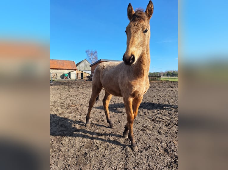 Polnisches Warmblut Hengst 1 Jahr 167 cm Buckskin in Chocz