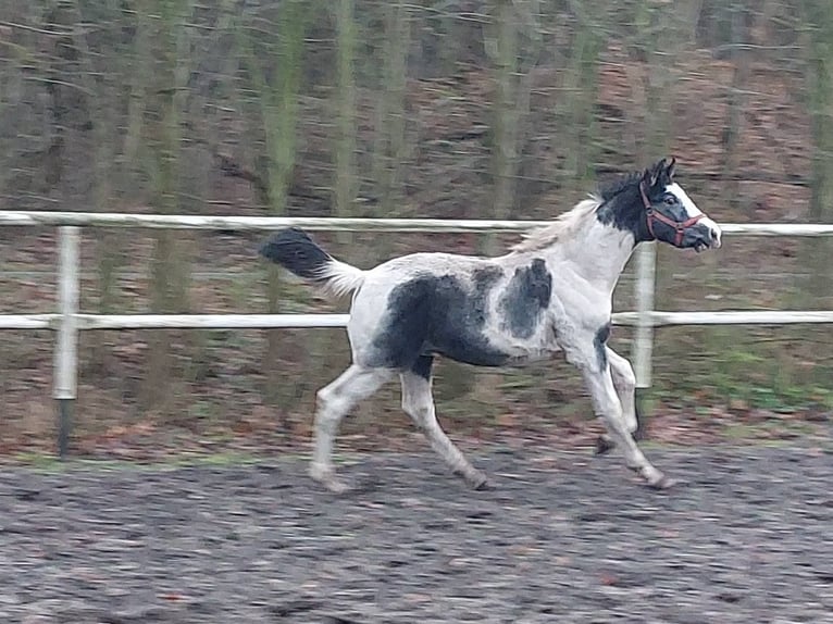 Polnisches Warmblut Hengst 1 Jahr 170 cm Schecke in Chełmno