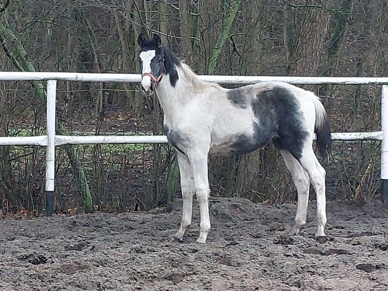 Polnisches Warmblut Hengst 1 Jahr 170 cm Schecke in Chełmno