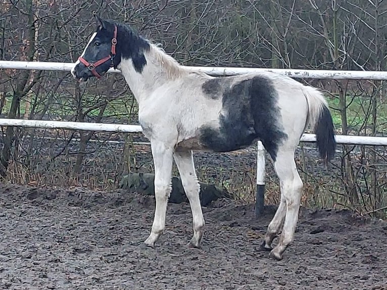 Polnisches Warmblut Hengst 1 Jahr 170 cm Schecke in Chełmno