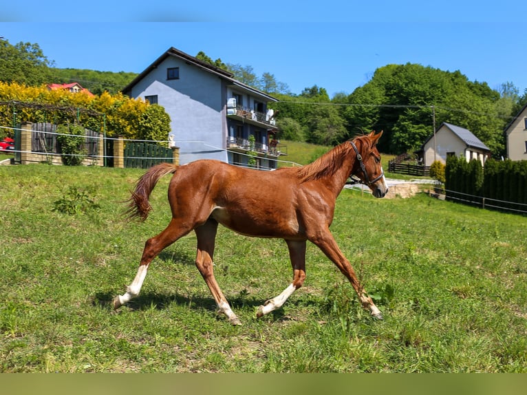 Polnisches Warmblut Hengst 1 Jahr Fuchs in Dąbrowa