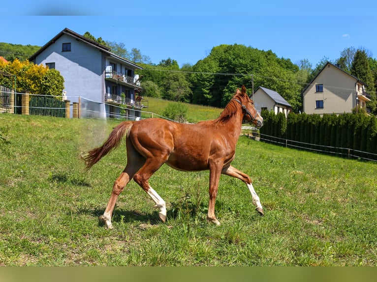 Polnisches Warmblut Hengst 1 Jahr Fuchs in Dąbrowa