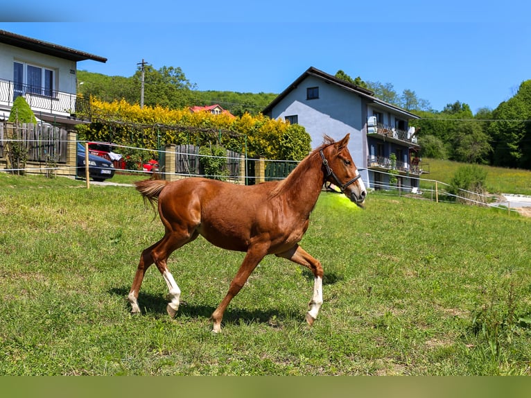 Polnisches Warmblut Hengst 1 Jahr Fuchs in Dąbrowa