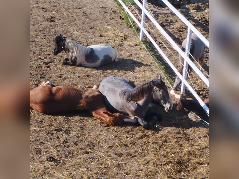 Polnisches Warmblut Hengst 1 Jahr Fuchs in Dąbrowa