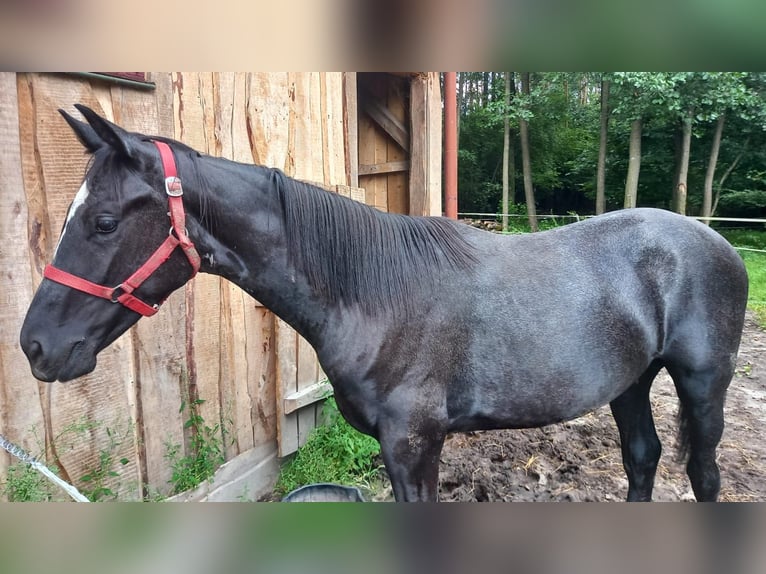 Polnisches Warmblut Hengst 1 Jahr Rappe in Bełżyce