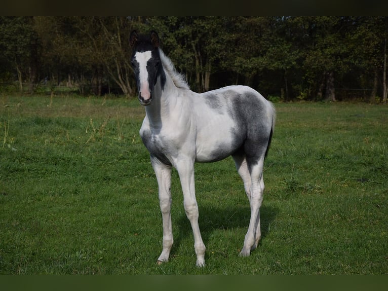 Polnisches Warmblut Hengst 1 Jahr Schecke in Chelmno