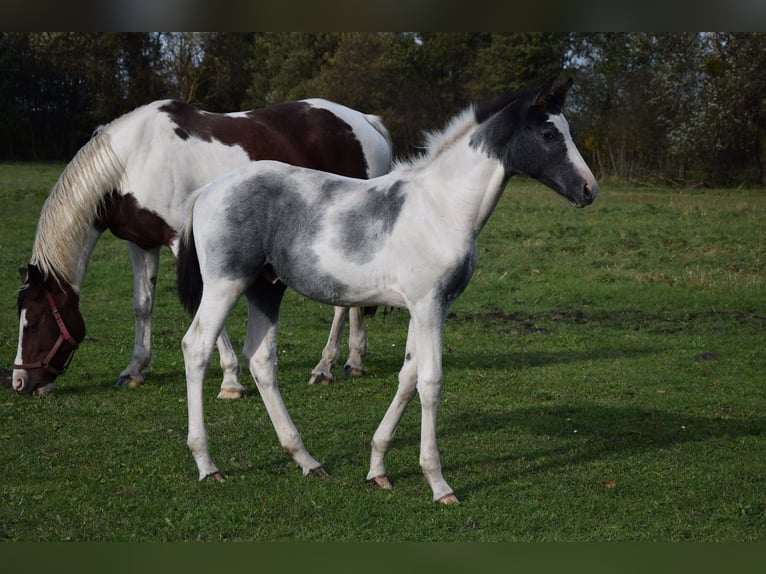 Polnisches Warmblut Hengst 1 Jahr Schecke in Chelmno