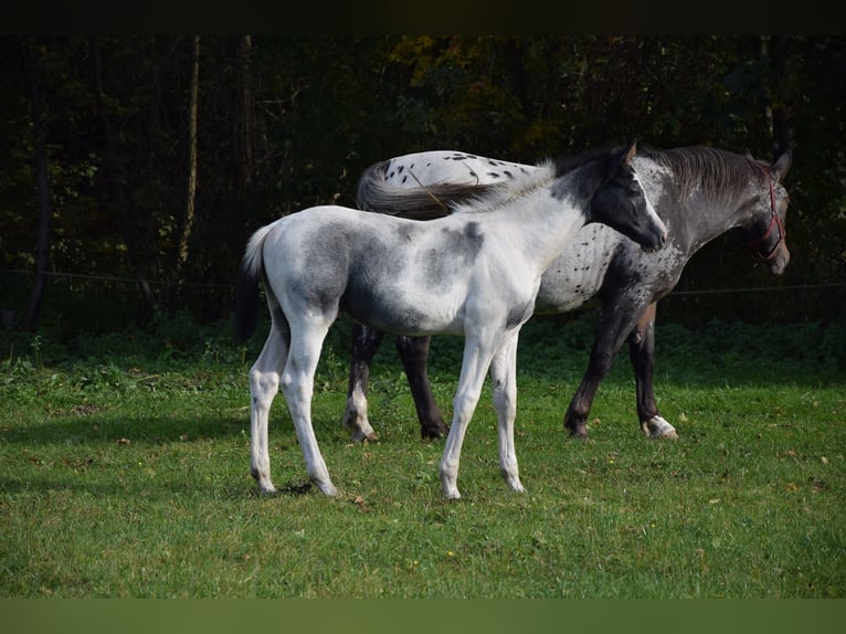 Polnisches Warmblut Hengst 1 Jahr Schecke in Chelmno