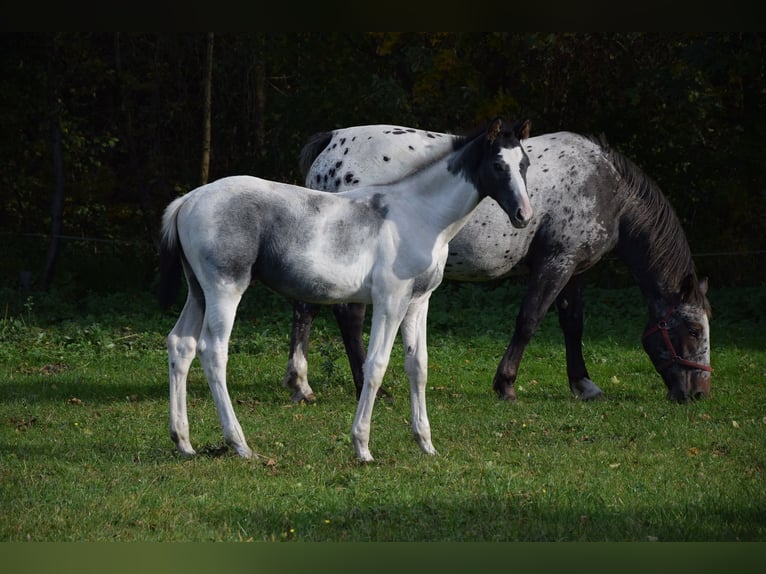 Polnisches Warmblut Hengst 1 Jahr Schecke in Chelmno