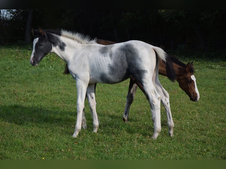 Polnisches Warmblut Hengst 1 Jahr Schecke in Chelmno