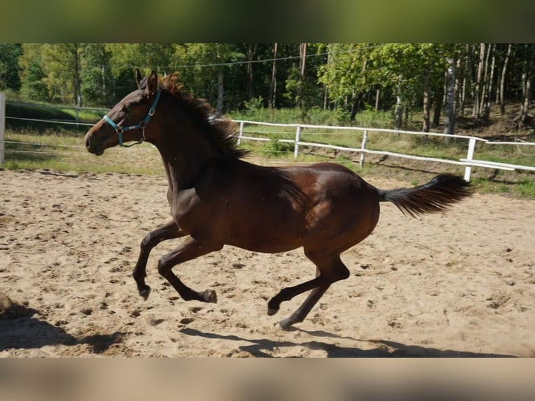 Polnisches Warmblut Hengst 2 Jahre 154 cm Dunkelbrauner in Komorze