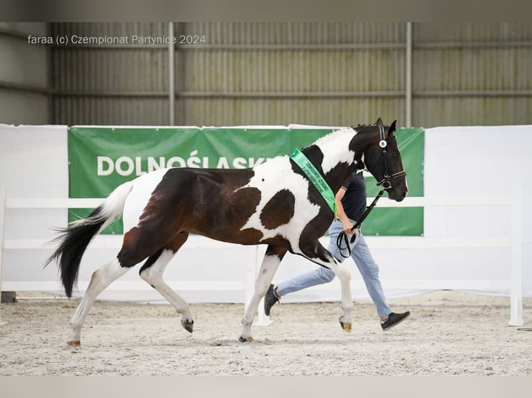 Polnisches Warmblut Hengst 3 Jahre 167 cm Schecke in Chełmno