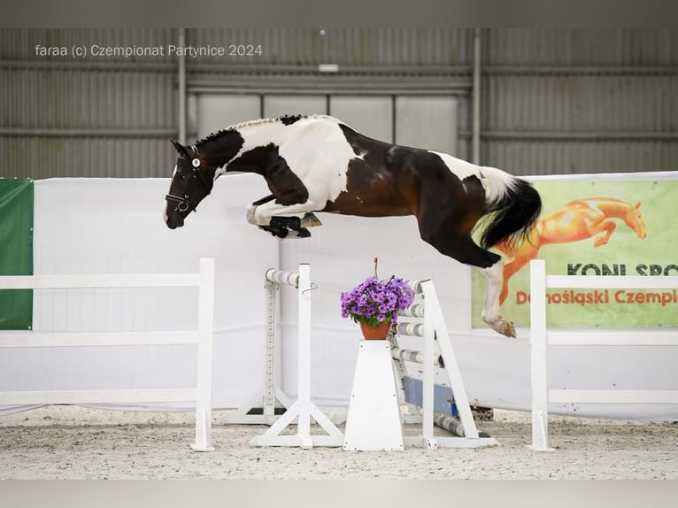 Polnisches Warmblut Hengst 3 Jahre 167 cm Schecke in Chełmno