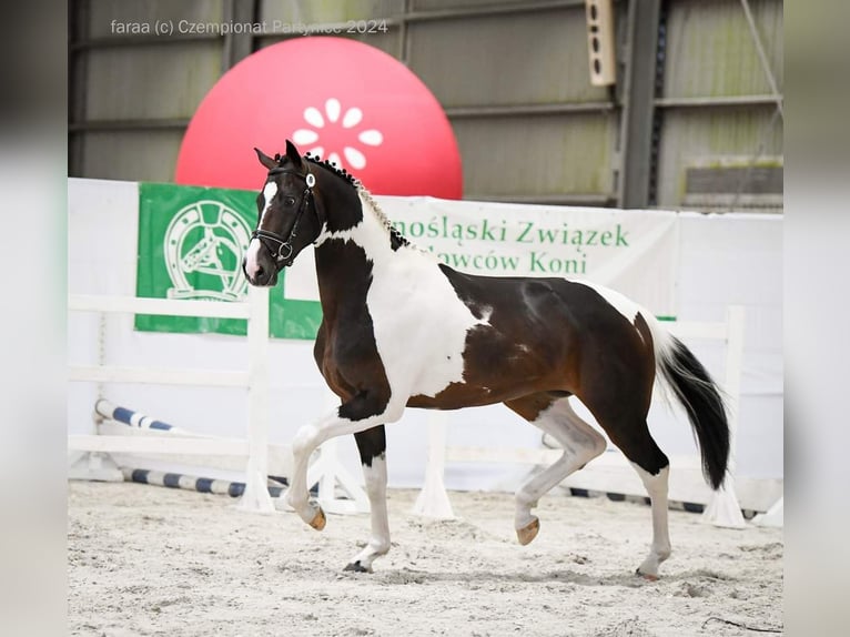 Polnisches Warmblut Hengst 3 Jahre 167 cm Schecke in Chełmno