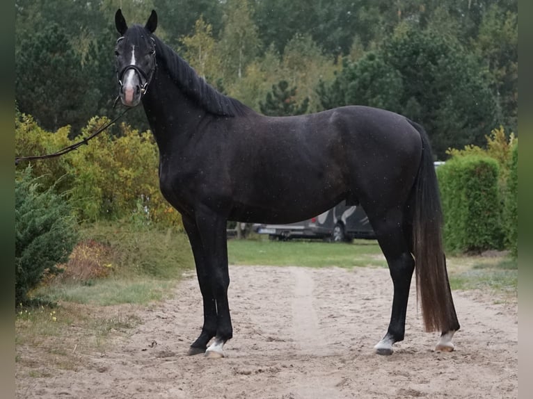 Polnisches Warmblut Hengst 4 Jahre 162 cm Kann Schimmel werden in Zakrzów