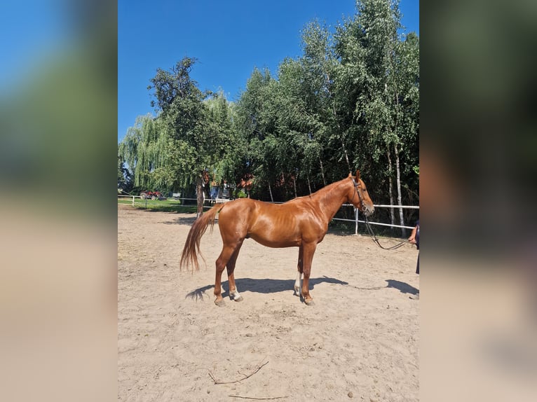 Polnisches Warmblut Hengst 4 Jahre 163 cm Fuchs in Lipka Wielka 7