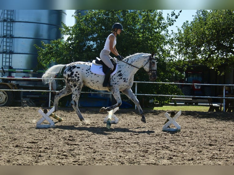 Polnisches Warmblut Hengst 4 Jahre 164 cm Tigerschecke in Kcynia