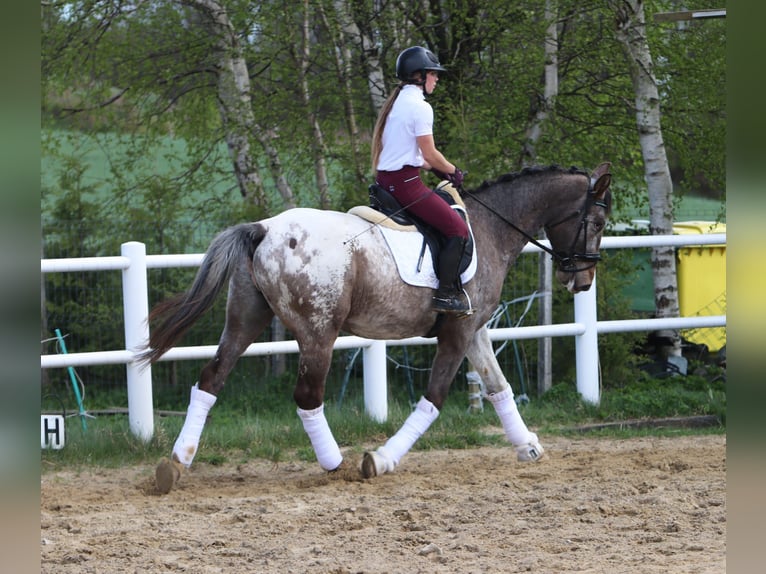 Polnisches Warmblut Hengst 4 Jahre 165 cm Tigerschecke in Szemud