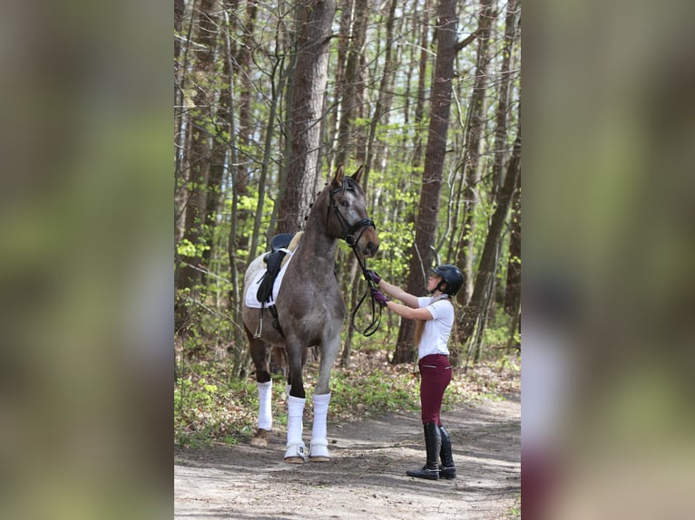 Polnisches Warmblut Hengst 4 Jahre 165 cm Tigerschecke in Szemud