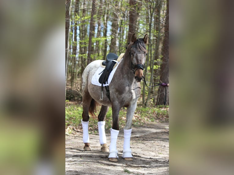 Polnisches Warmblut Hengst 4 Jahre 165 cm Tigerschecke in Szemud