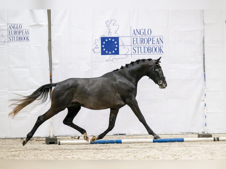 Polnisches Warmblut Hengst 4 Jahre 168 cm Kann Schimmel werden in Zakrz&#xF3;w