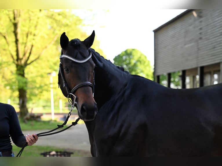 Polnisches Warmblut Hengst 5 Jahre 166 cm Dunkelbrauner in Gro&#xDF; Gr&#xF6;nau