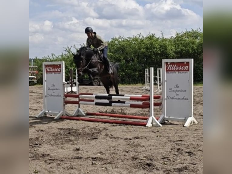 Polnisches Warmblut Hengst 5 Jahre 166 cm Dunkelbrauner in Gro&#xDF; Gr&#xF6;nau