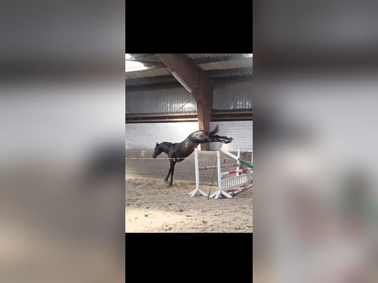 Polnisches Warmblut Hengst 5 Jahre 166 cm Dunkelbrauner in Gro&#xDF; Gr&#xF6;nau