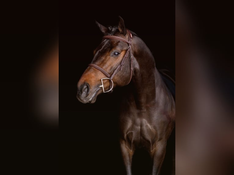 Polnisches Warmblut Hengst 5 Jahre 166 cm Dunkelbrauner in Gro&#xDF; Gr&#xF6;nau