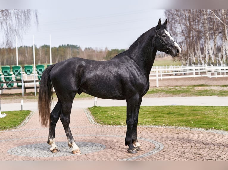 Polnisches Warmblut Hengst 7 Jahre 175 cm Schimmel in Godziesze