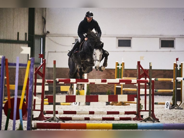 Polnisches Warmblut Hengst 7 Jahre 175 cm Schimmel in Godziesze