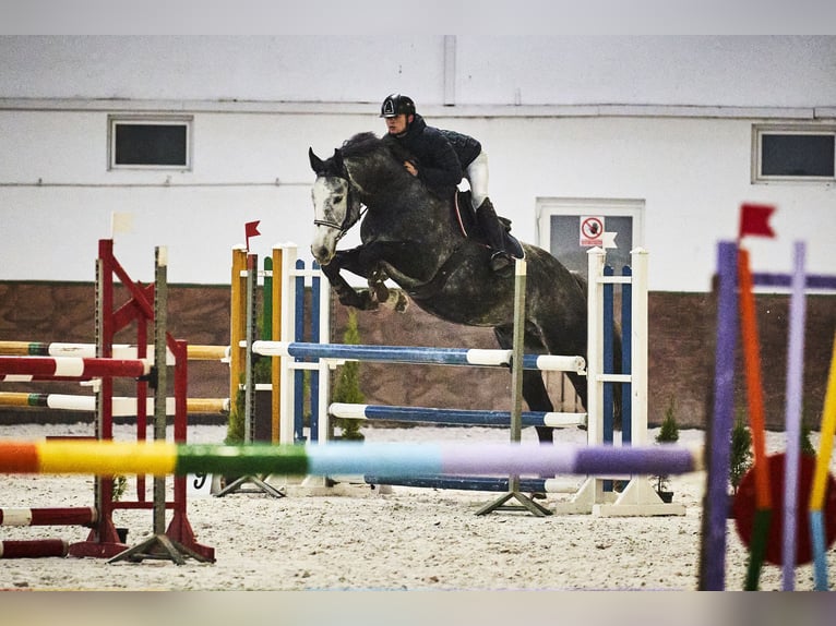 Polnisches Warmblut Hengst 7 Jahre 175 cm Schimmel in Godziesze