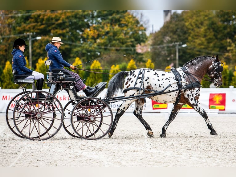 Polnisches Warmblut Hengst 8 Jahre 165 cm Tigerschecke in Chelmno