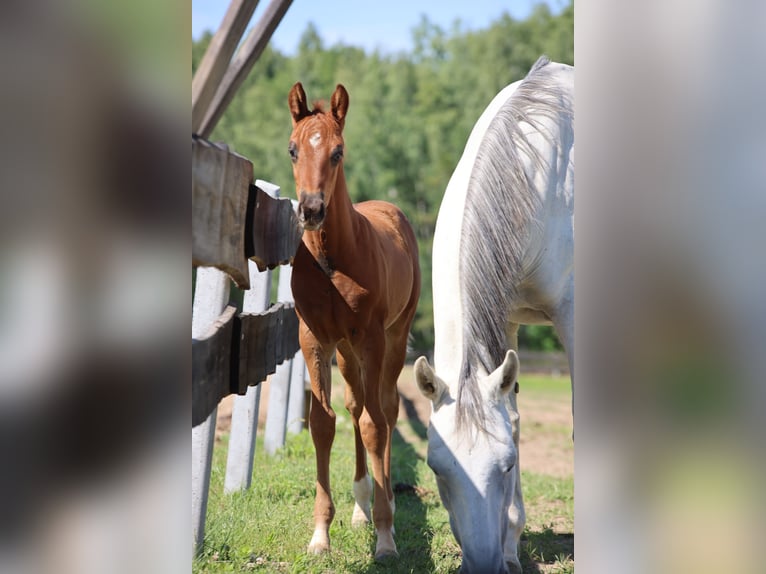 Polnisches Warmblut Hengst  170 cm Dunkelfuchs in Barczewo